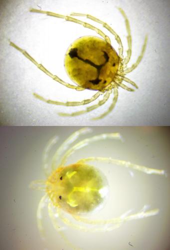 Réf. 234 673 : Lebertia natans